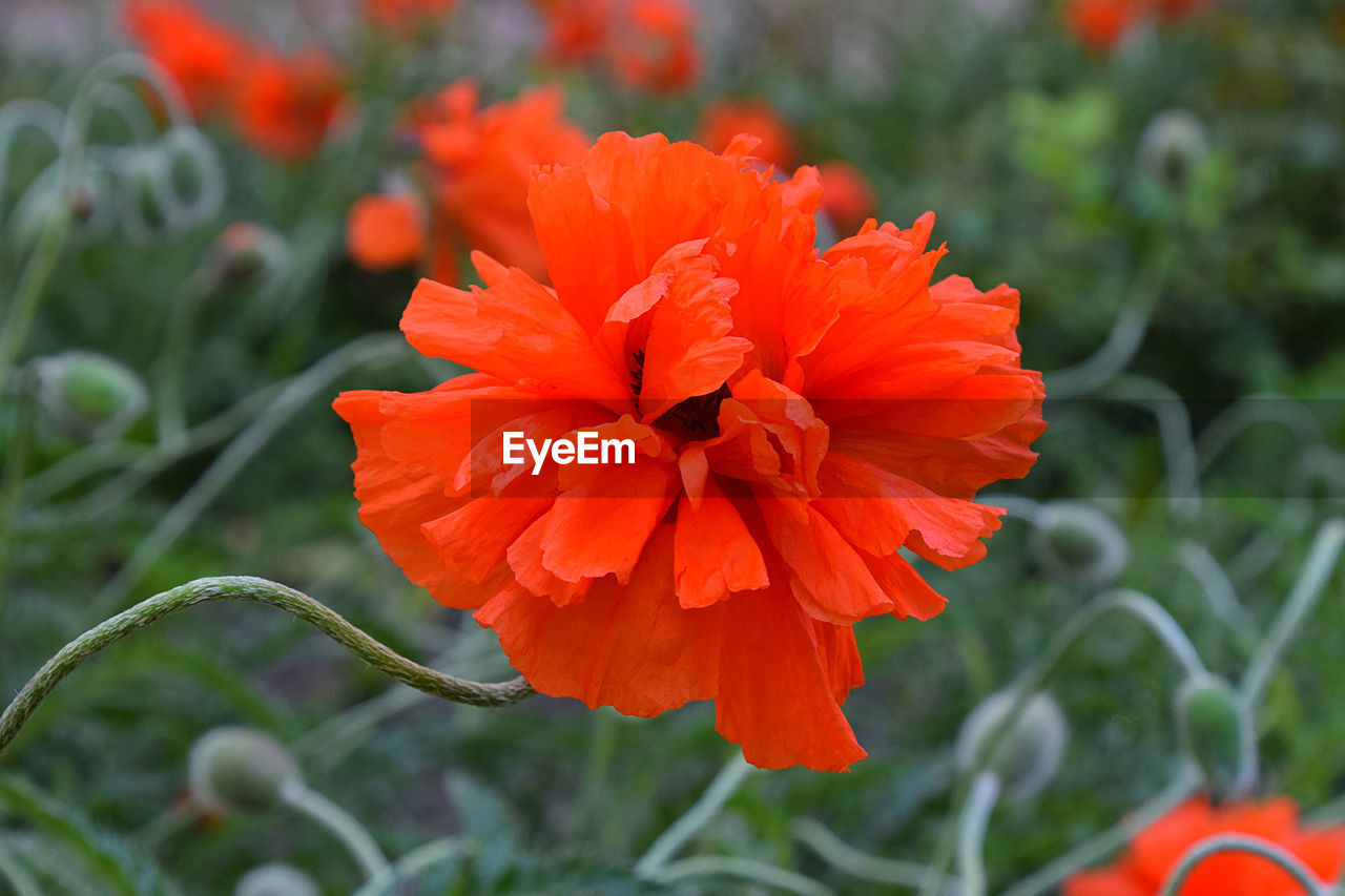 Close-up of red flower