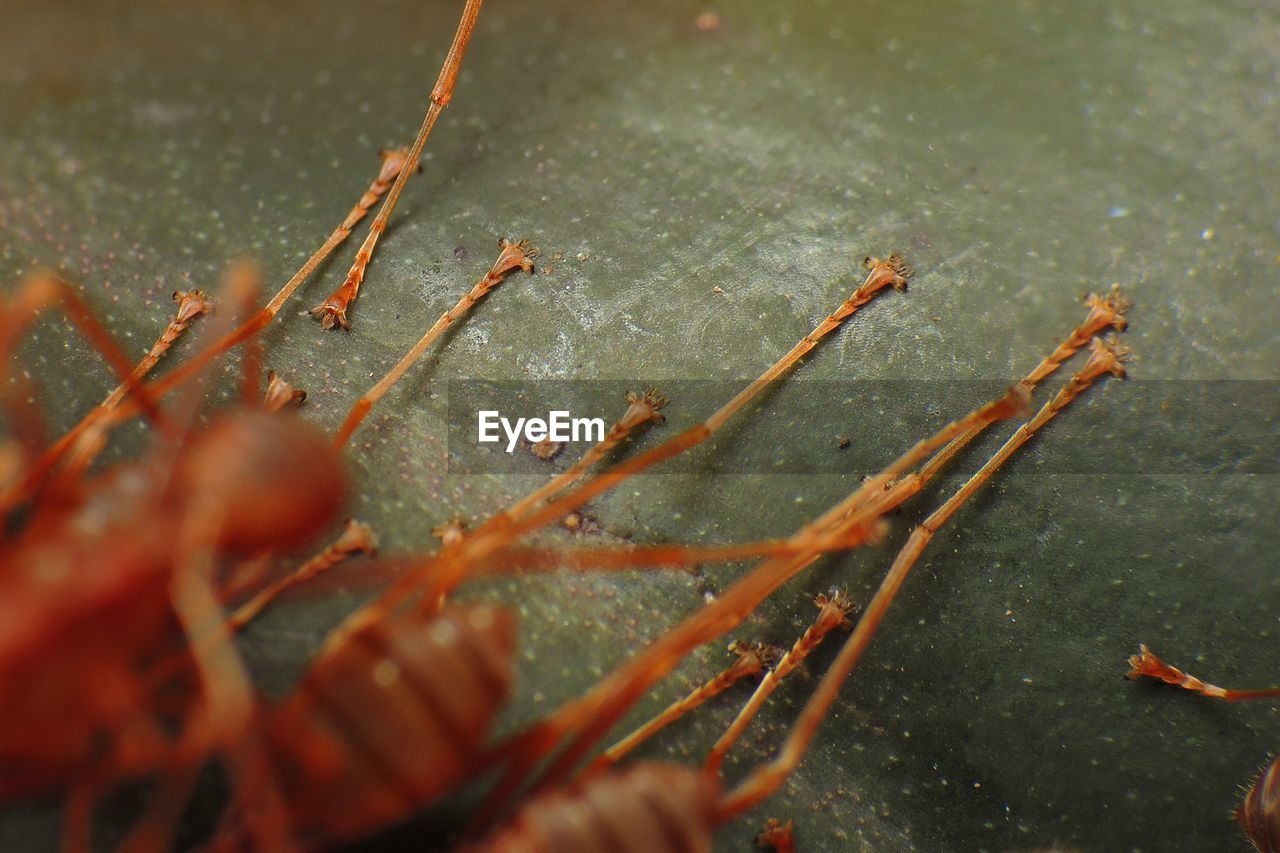 High angle view of ant legs on wall