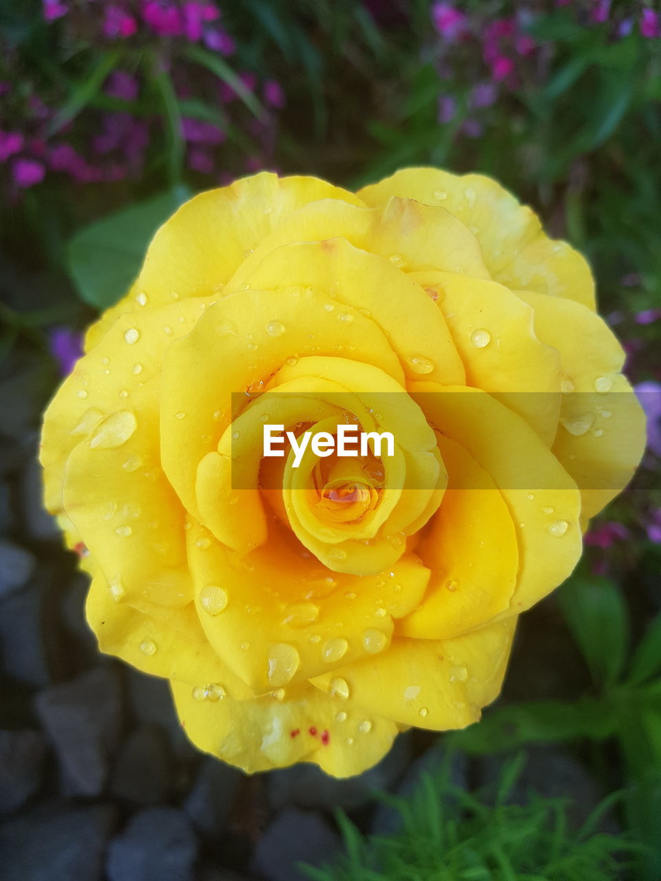 WET YELLOW FLOWER BLOOMING OUTDOORS