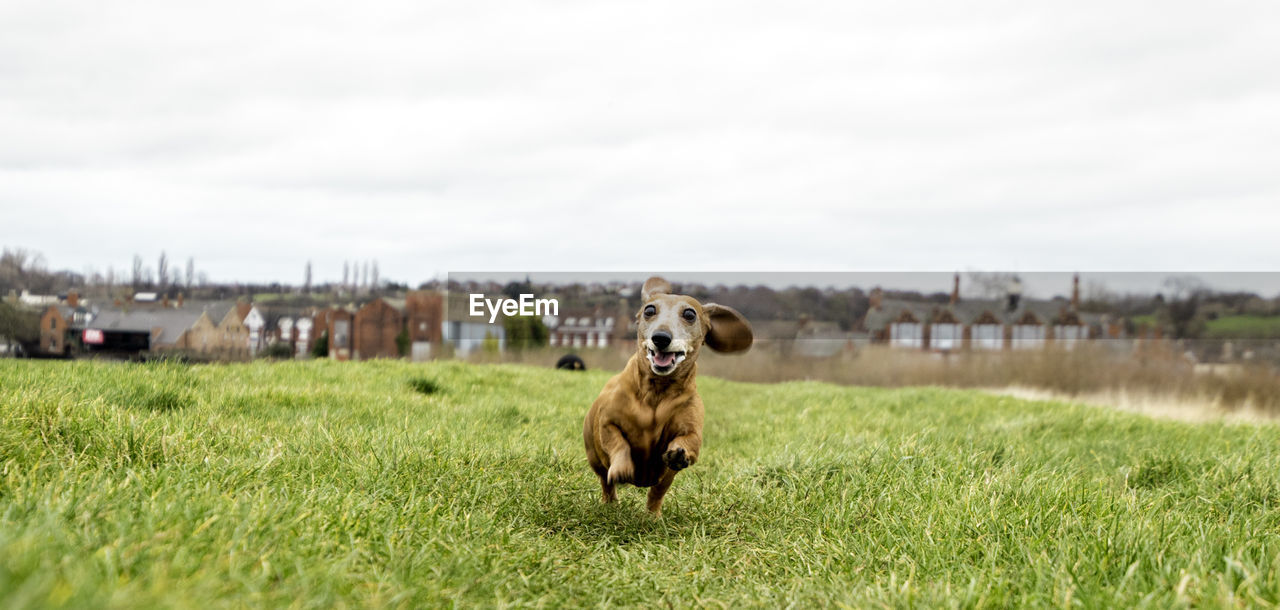 DOG STANDING IN FIELD