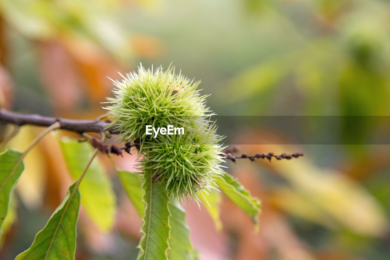 CLOSE-UP OF SPIKED PLANT OUTDOORS