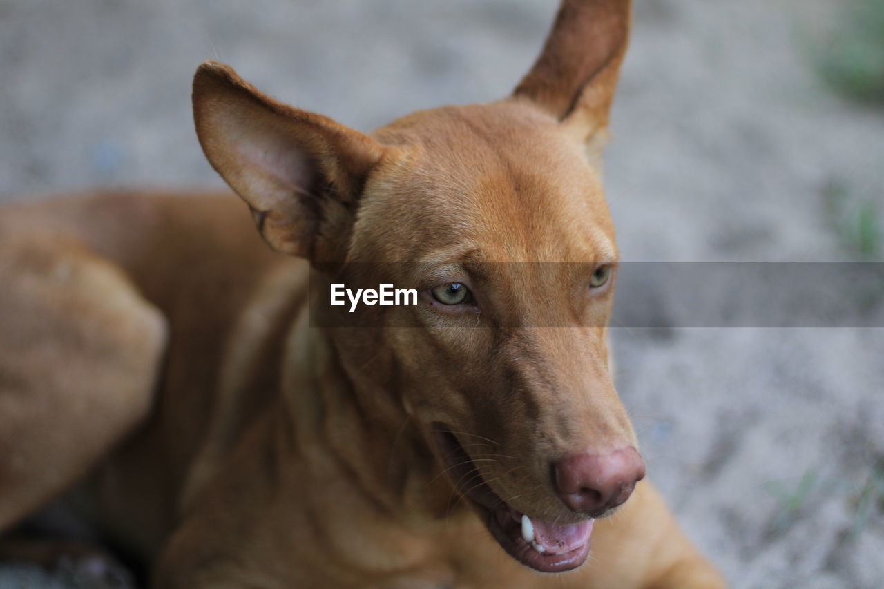 Close-up portrait of dog