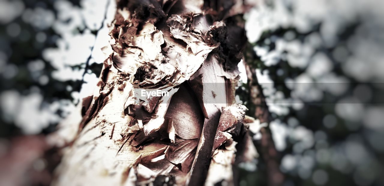 CLOSE-UP OF MUSHROOM GROWING ON TREE