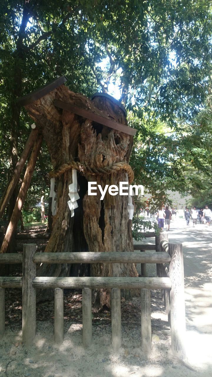 VIEW OF TREE TRUNKS