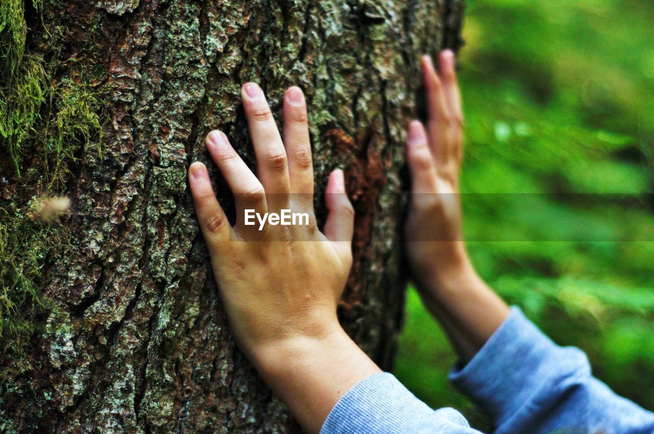 Cropped hands of woman touching tree trunk