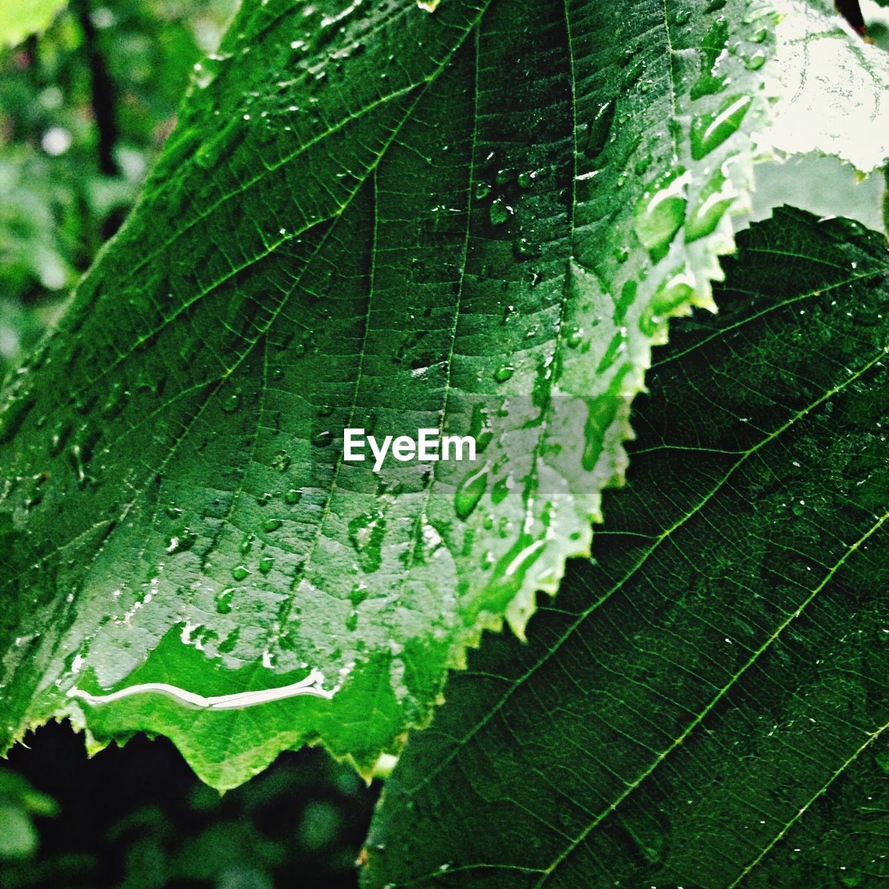 Close-up of rain drops on leaf