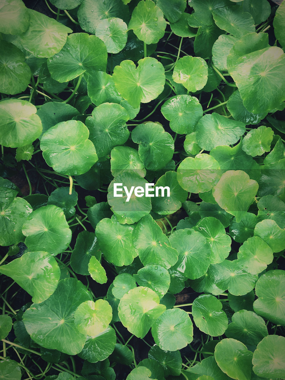 Full frame shot of green leaves