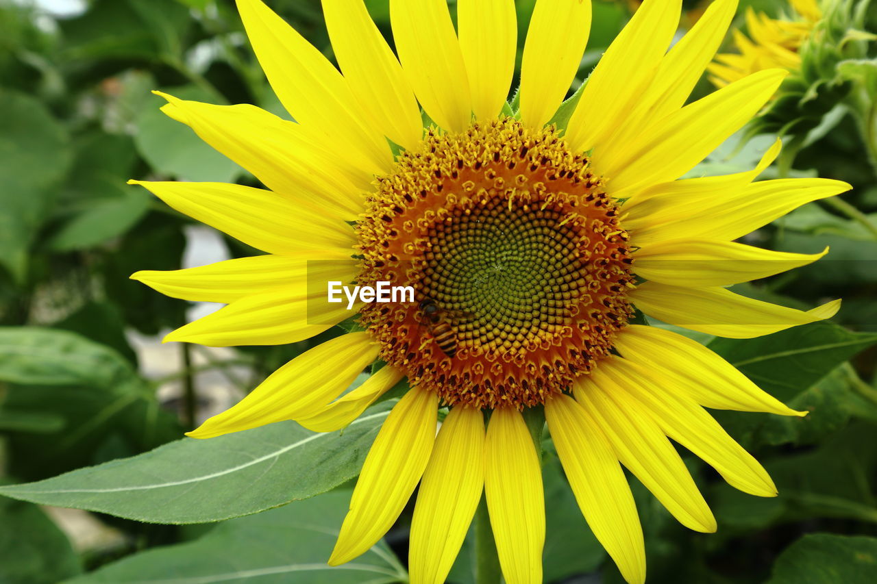 CLOSE-UP OF YELLOW SUNFLOWER ON PLANT