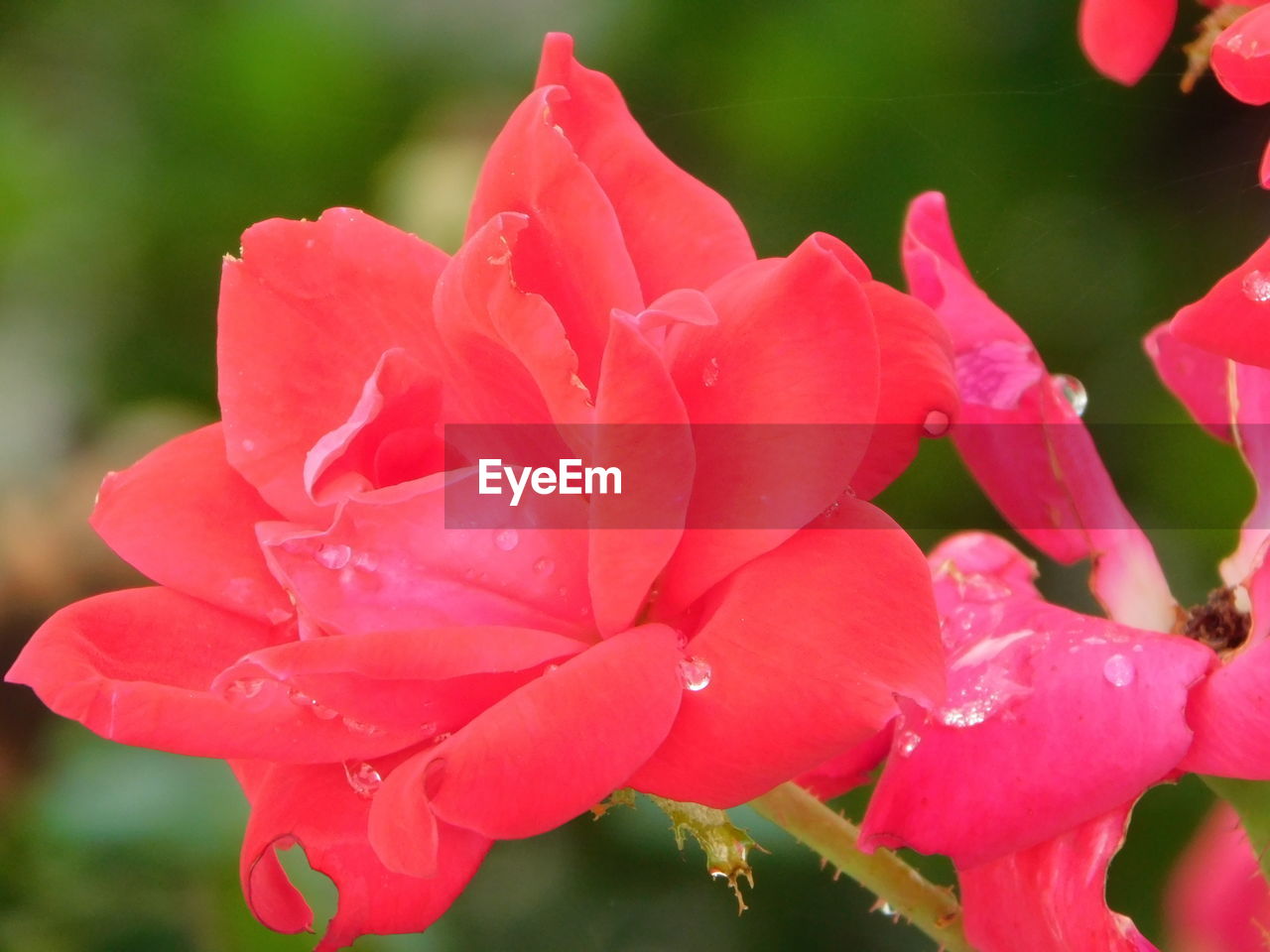 CLOSE-UP OF WATER DROPS ON PINK FLOWER