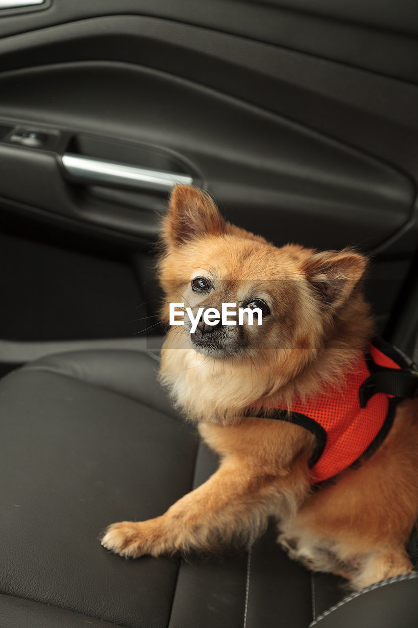 PORTRAIT OF DOG SITTING ON CAR