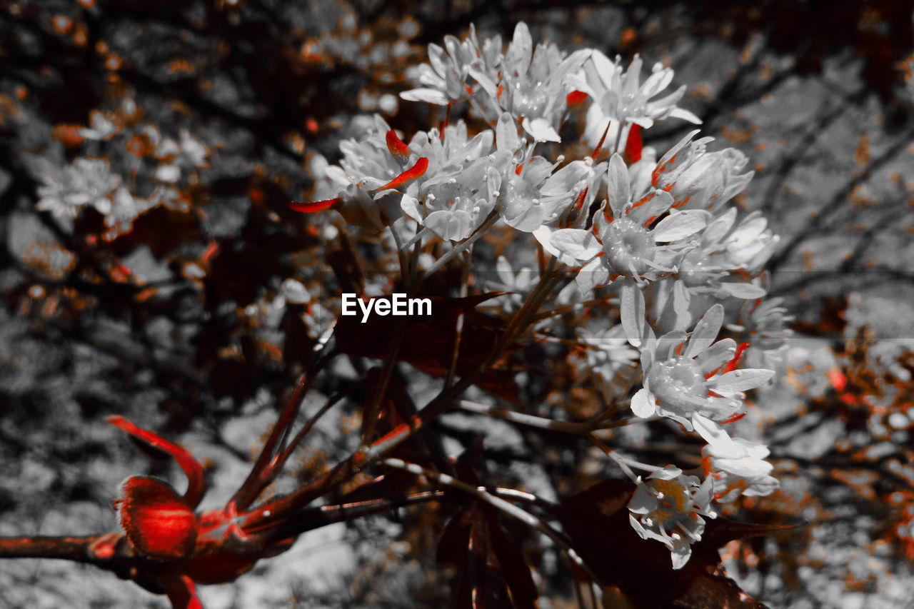 CLOSE-UP OF WHITE FLOWERING PLANT ON TREE