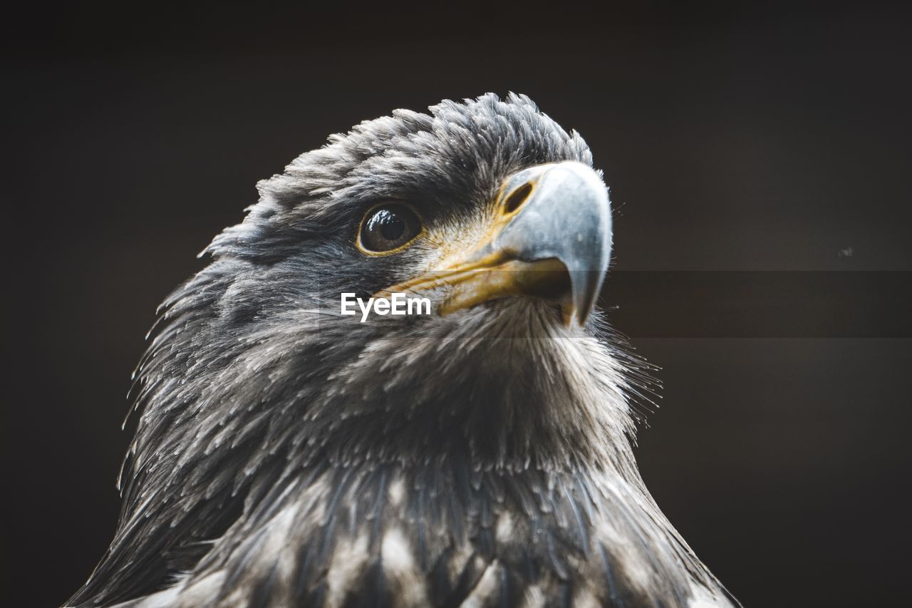 Close-up of eagle against black background