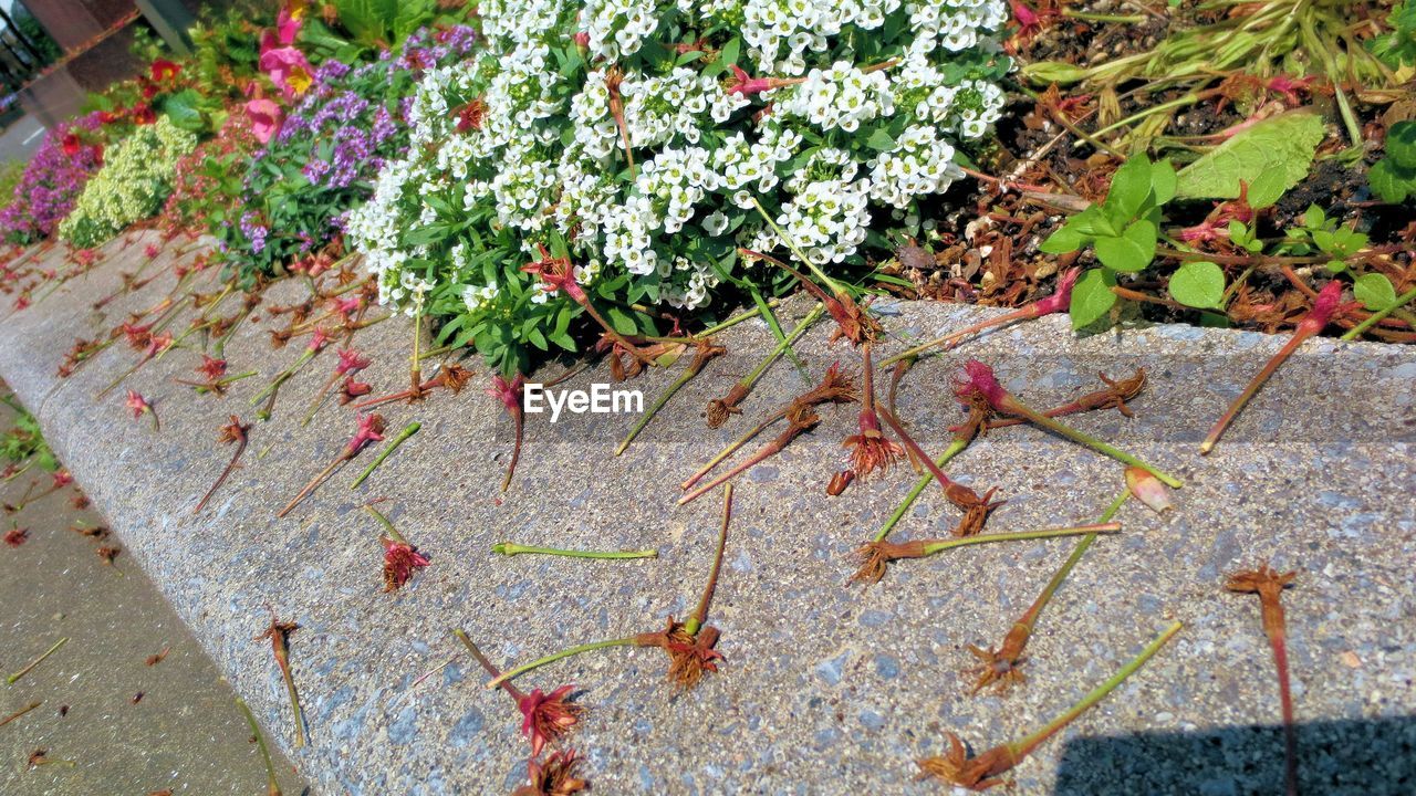 High angle view of white flowers on ledge