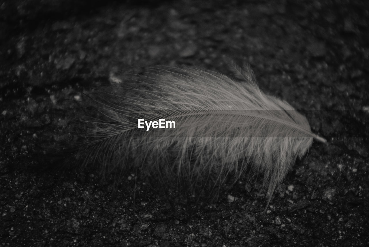 Close-up of feather on field