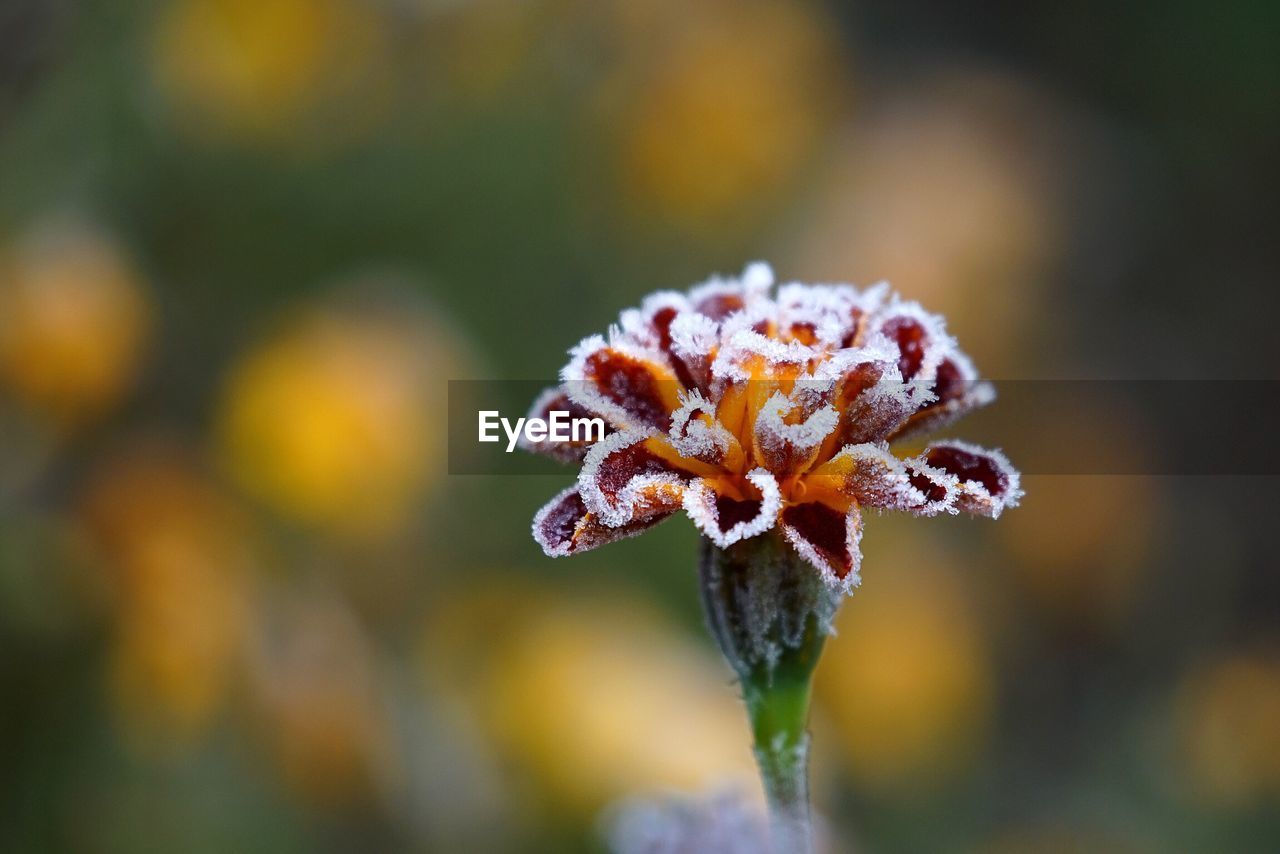 Close-up of frosted flowers