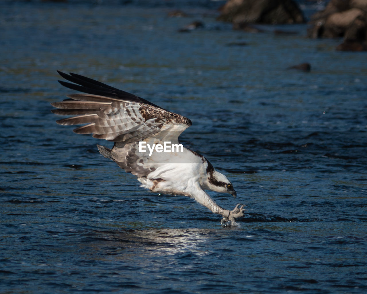 An osprey breaking the water as it dives for a fish