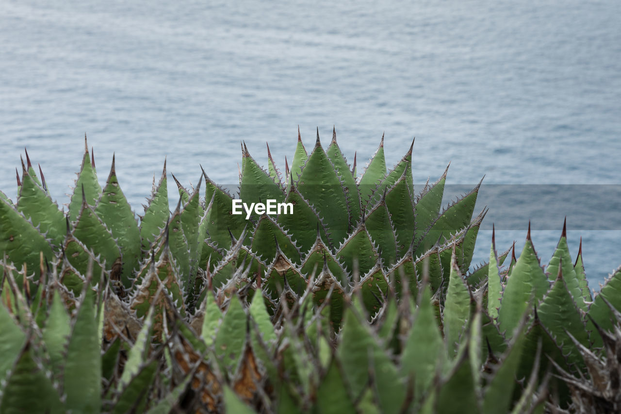 Close-up of succulent plant in lake