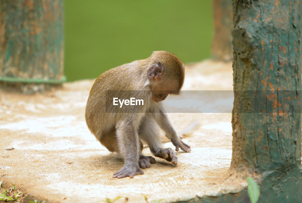 Monkey sitting in forest