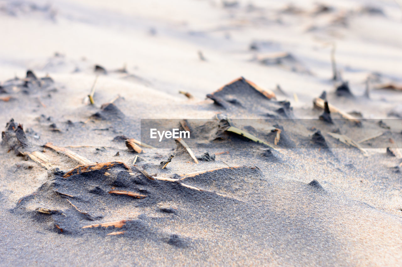 winter, sand, land, leaf, nature, no people, day, frost, close-up, beach, wood, outdoors, macro photography, dry, snow, ice, freezing, animal, selective focus, branch, animal wildlife, tranquility