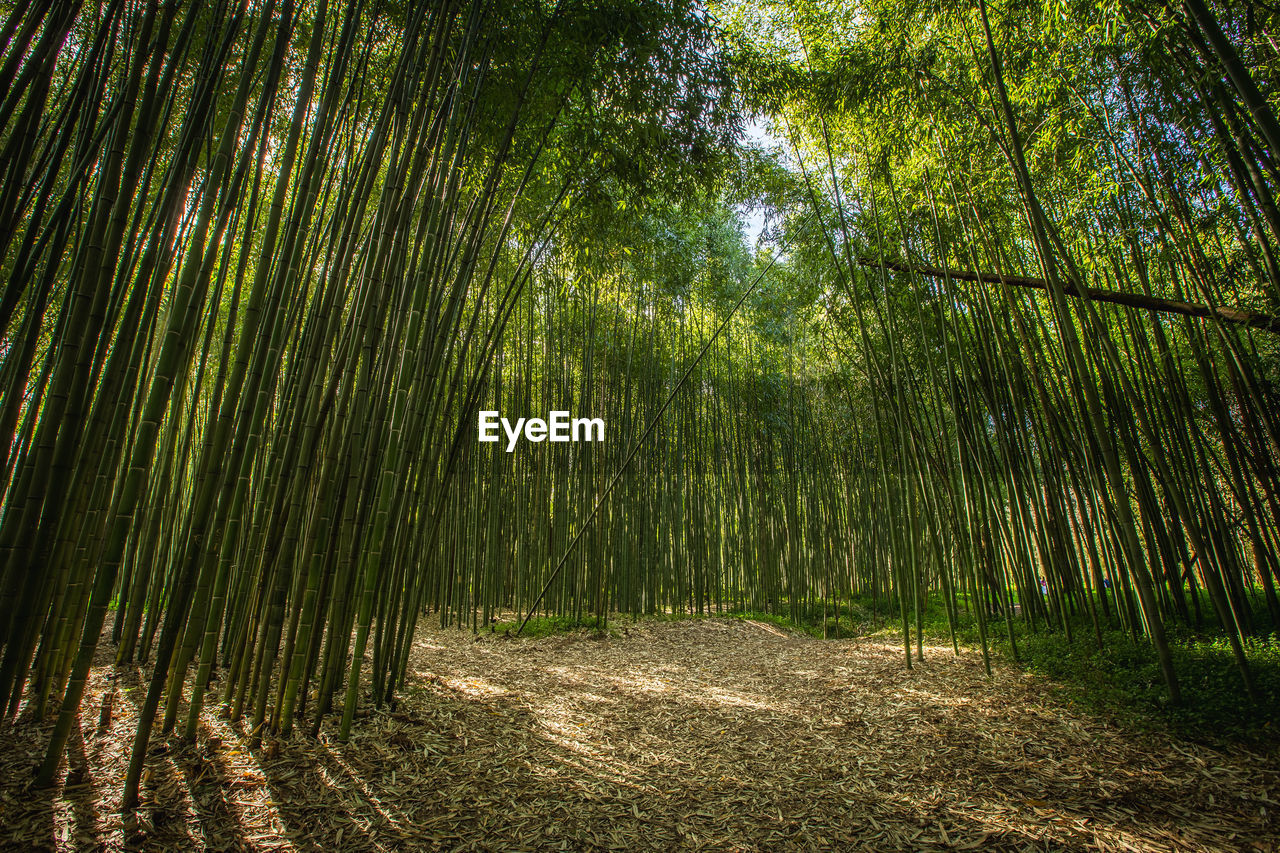 PINE TREES IN THE FOREST