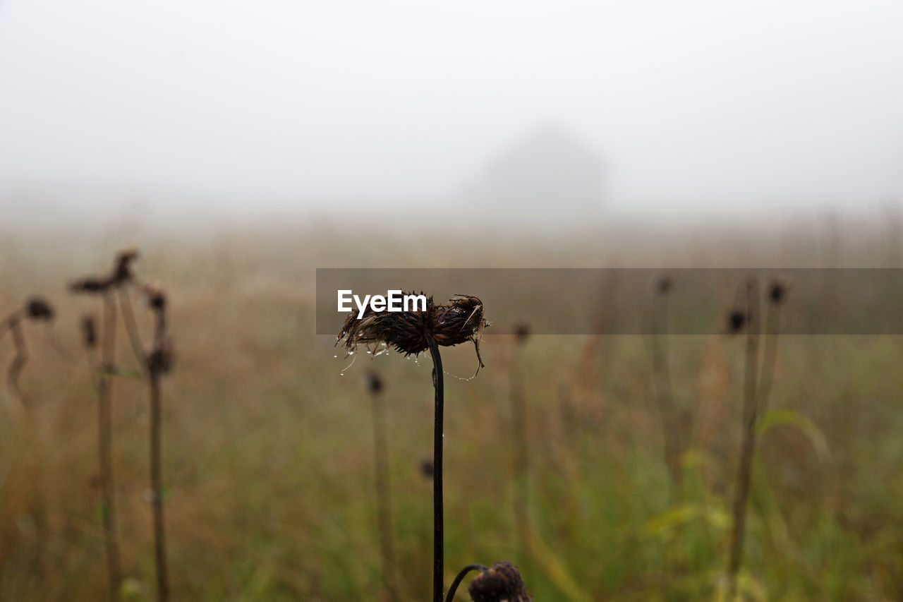 Thistle in misty landscape with houses in the background at roback in umea