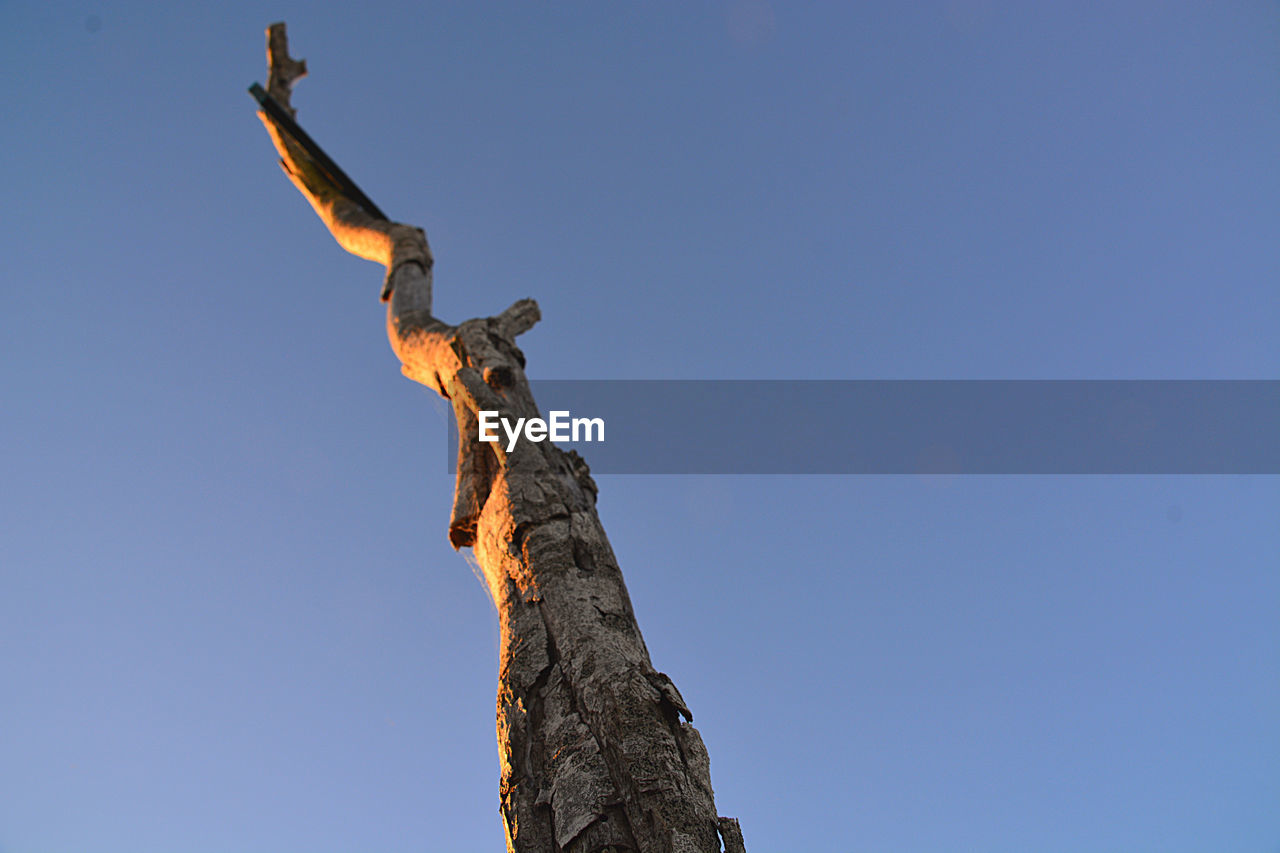 LOW ANGLE VIEW OF DEAD TREE AGAINST CLEAR SKY