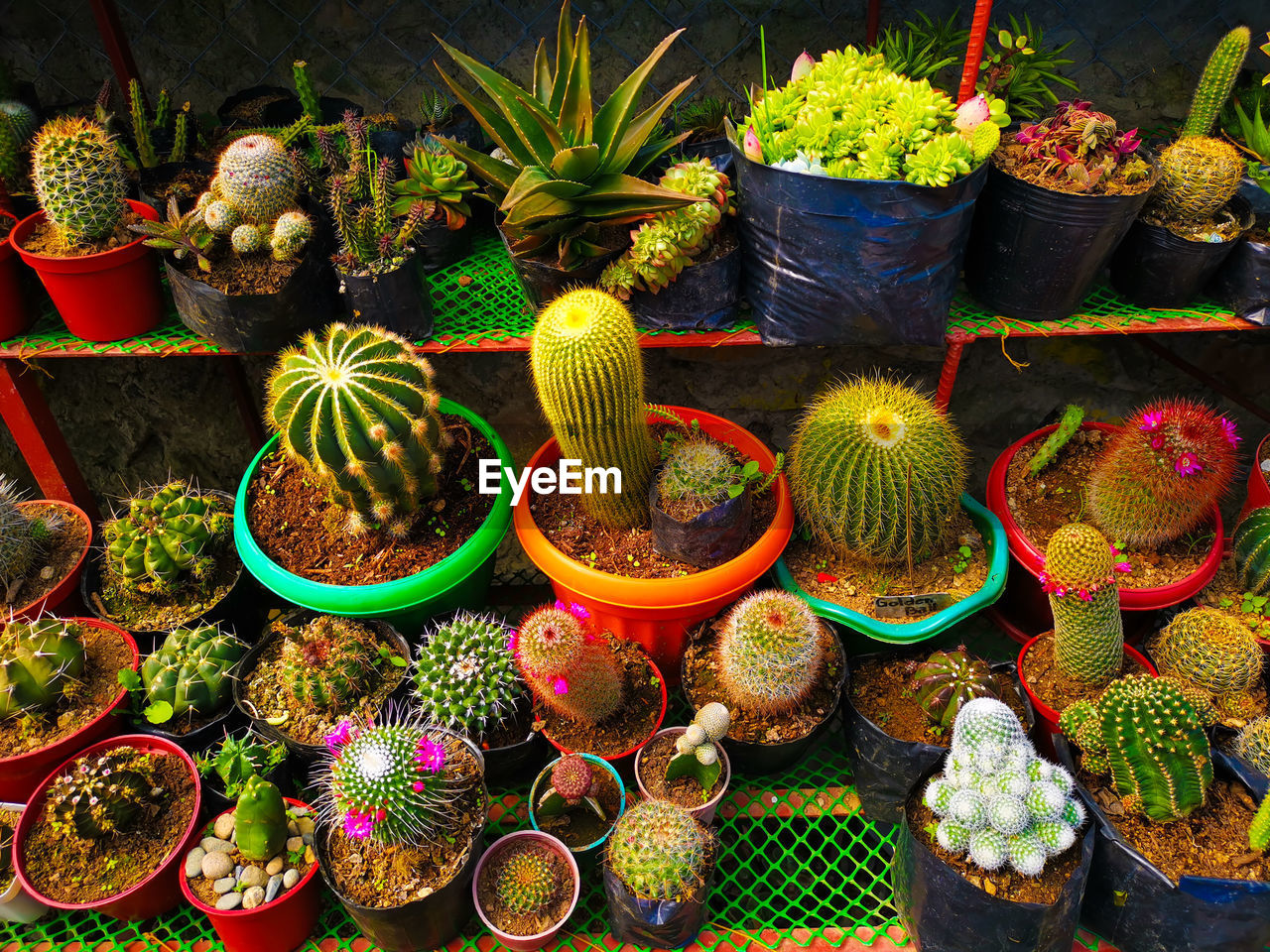 High angle view of succulent plants at market