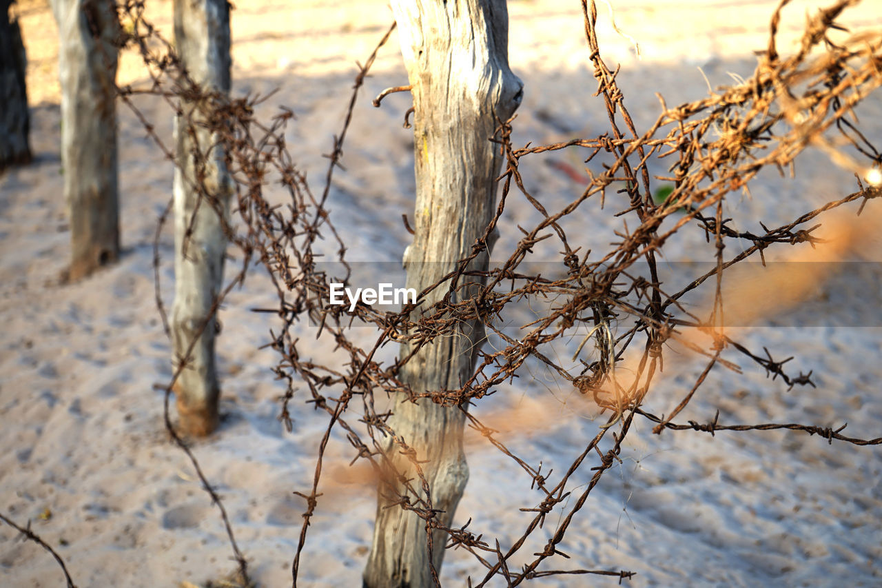 Close-up of dry plant on snow covered land