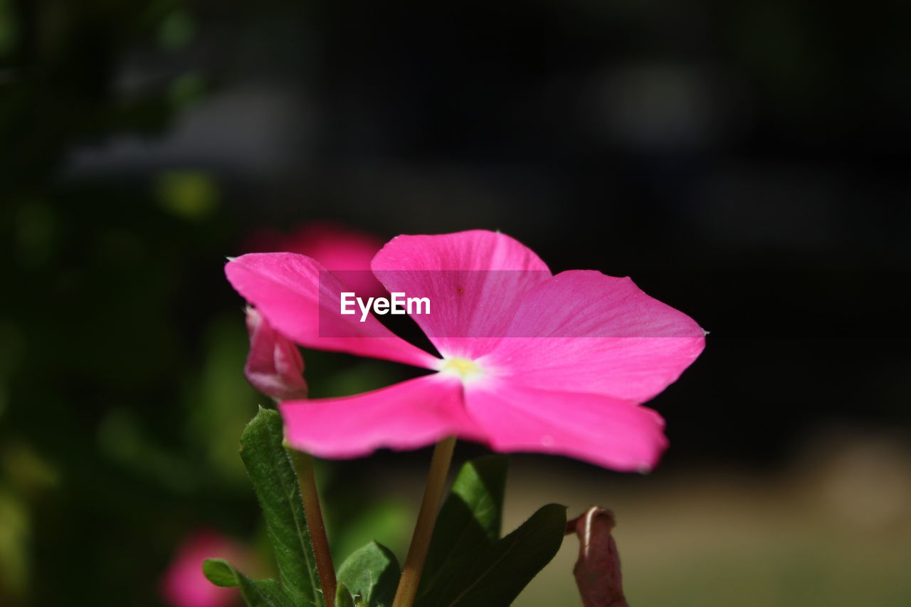 CLOSE-UP OF PINK LOTUS WATER LILY IN GARDEN