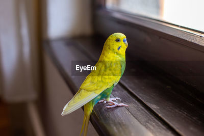 Little parakeet cheap