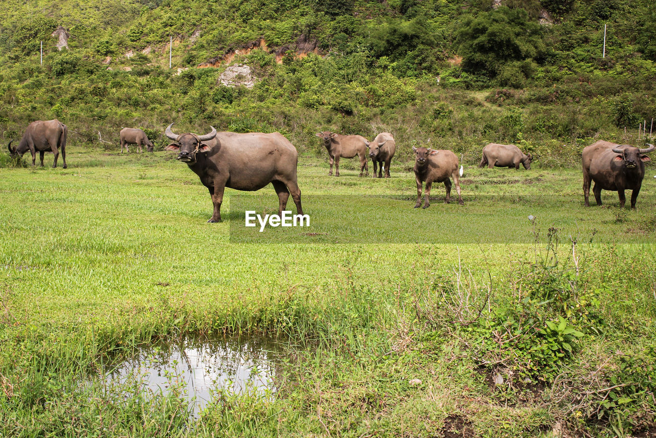 COWS GRAZING IN A FIELD