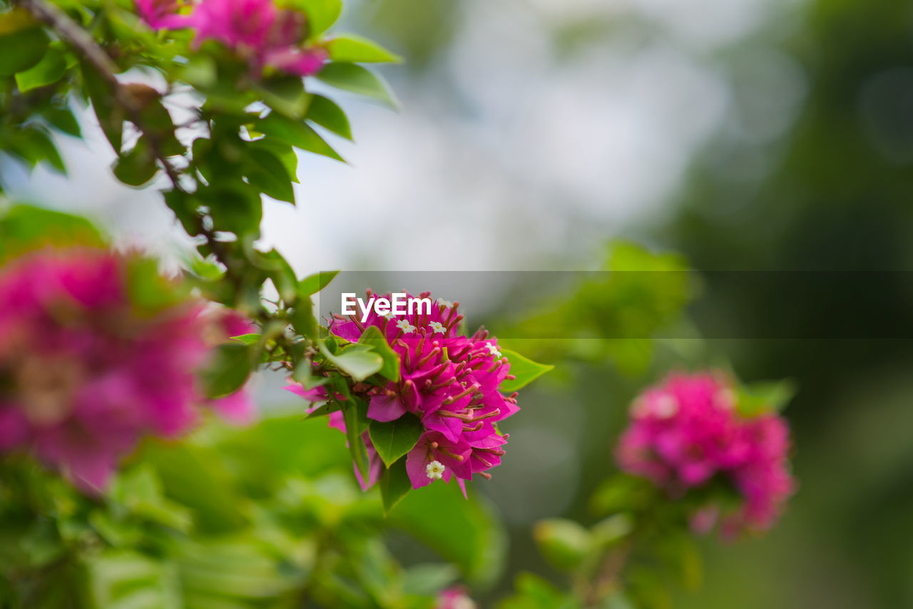 Pink bougainvillea flower on blurred nature background