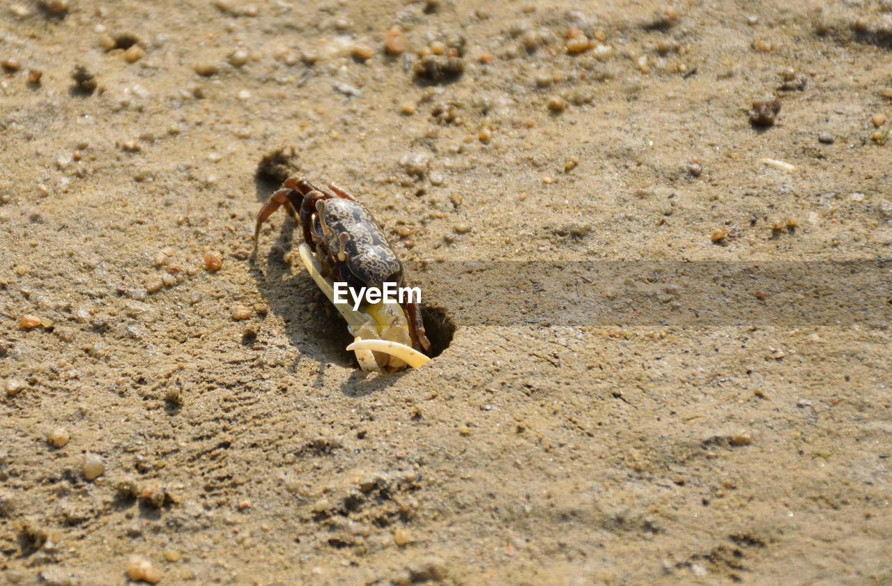 High angle view of crab on sand