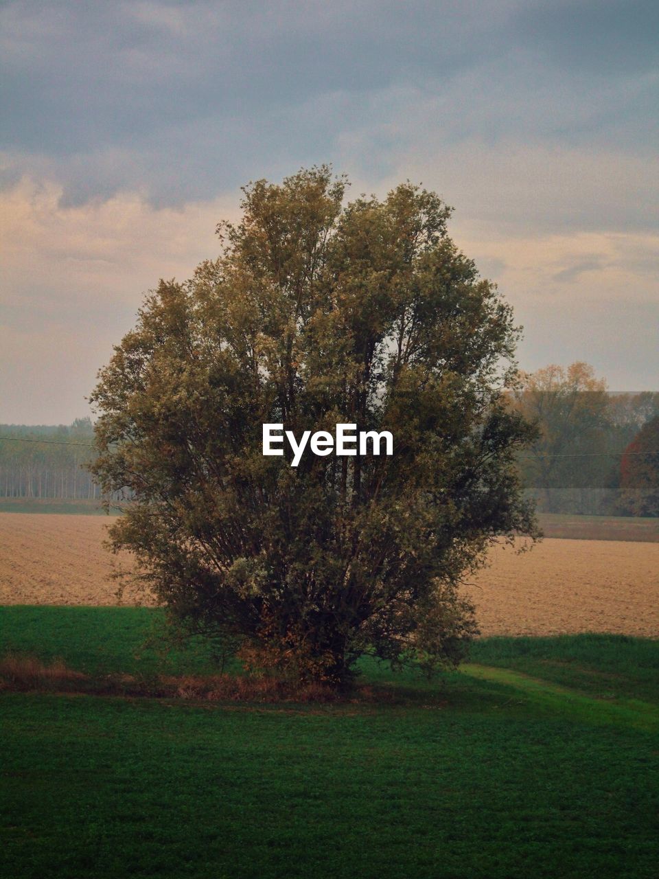 TREES GROWING IN FIELD