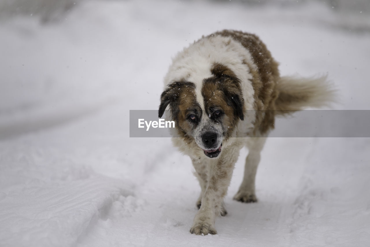 PORTRAIT OF DOG IN SNOW