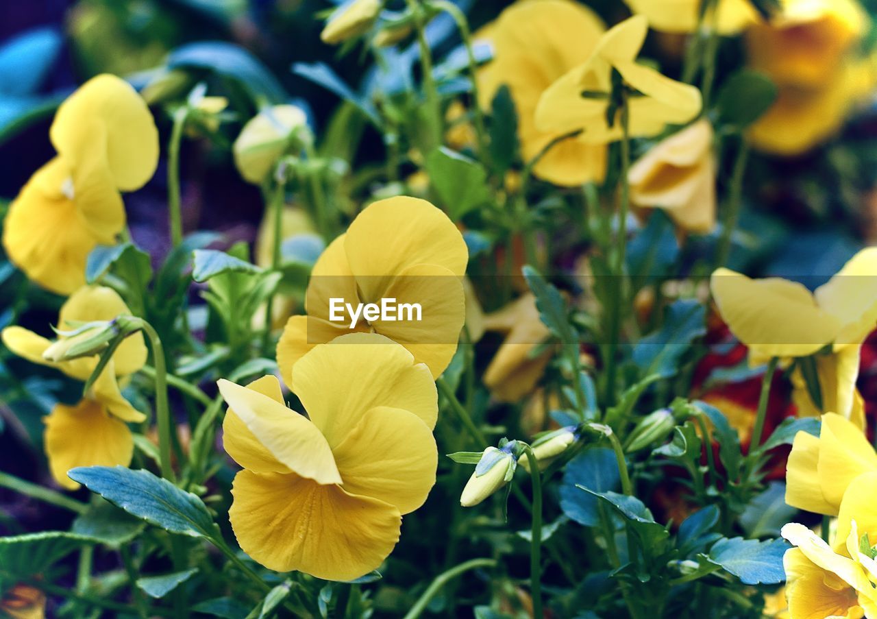 Close-up of yellow flowering plants