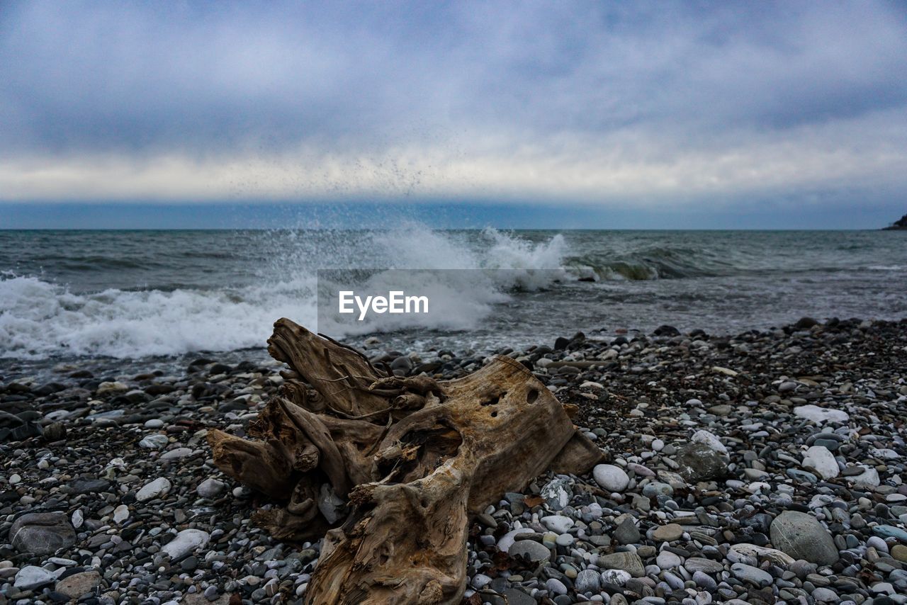 DRIFTWOOD ON BEACH