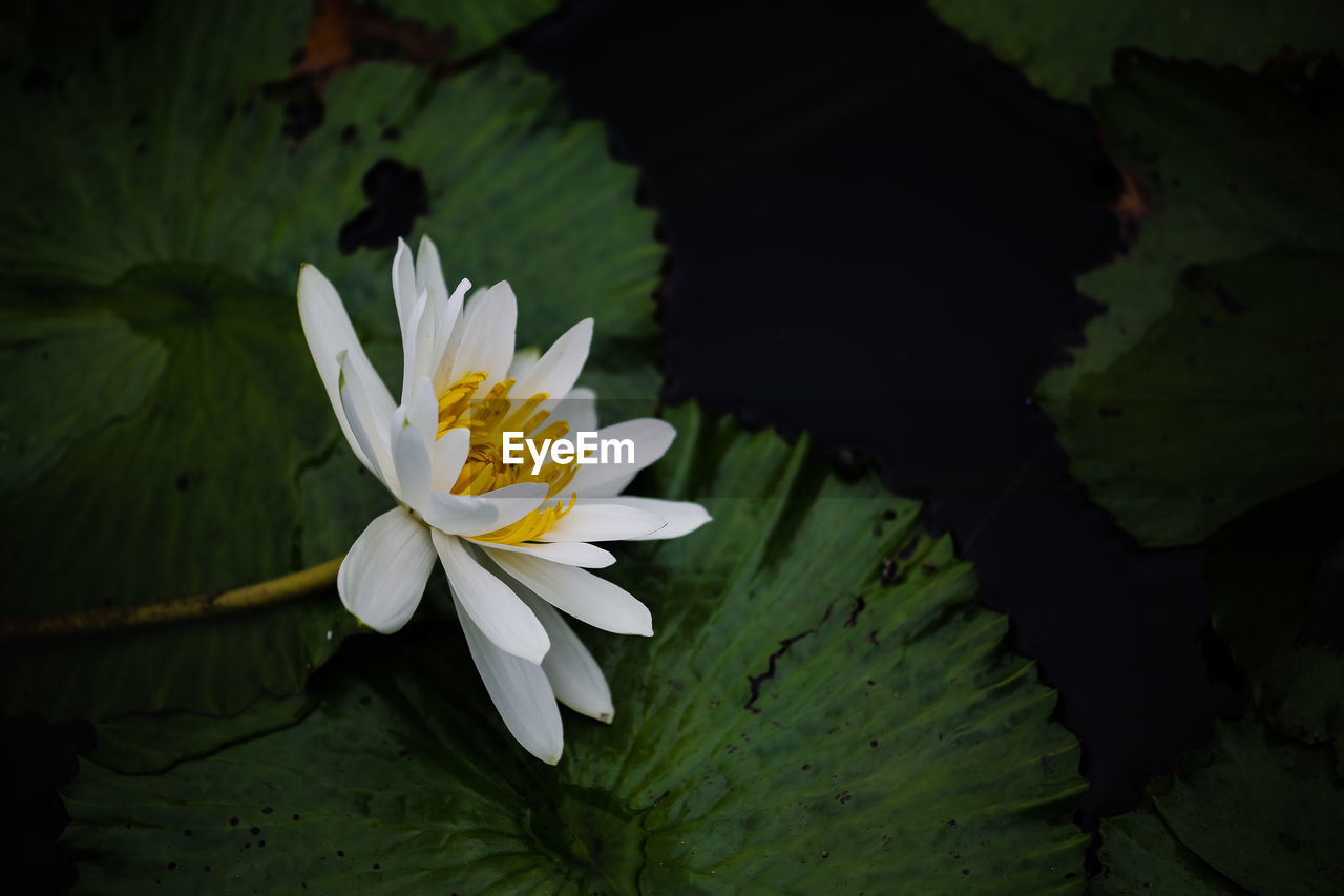 Close-up of lotus water lily in pond