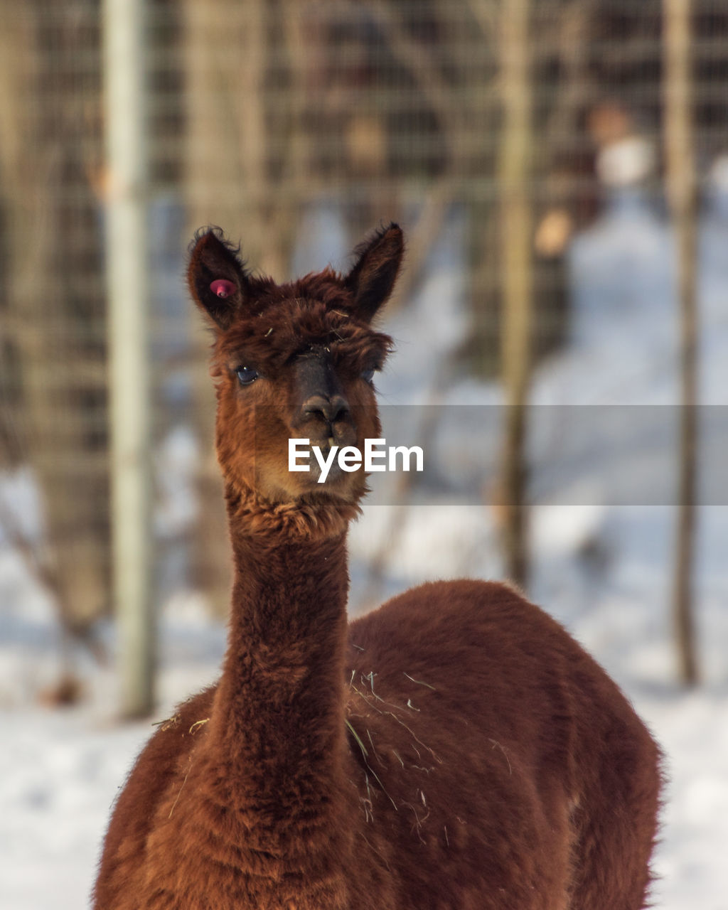 Close-up portrait of a lama