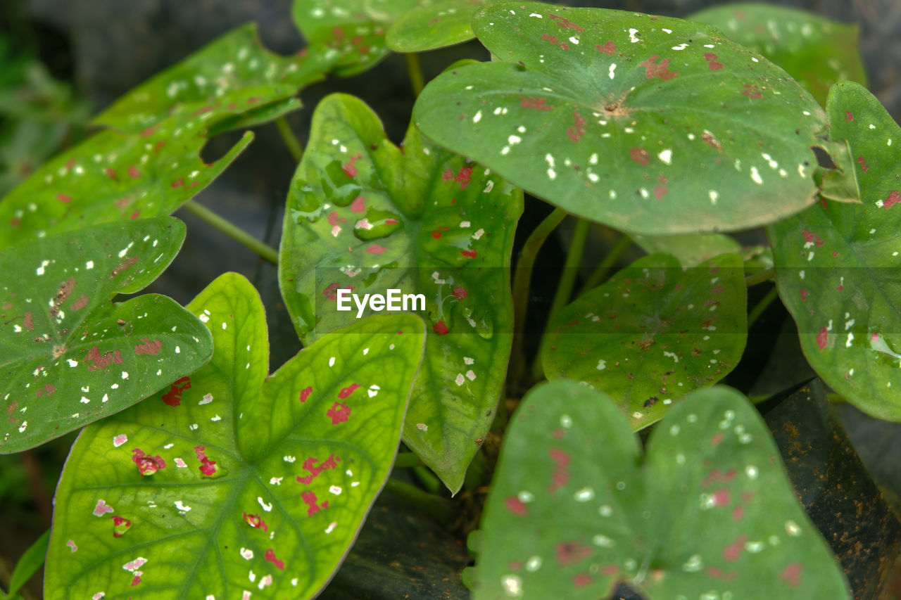 drop, water, wet, plant, leaf, plant part, green, growth, rain, nature, beauty in nature, close-up, freshness, raindrop, no people, dew, macro photography, flower, outdoors, day, focus on foreground, moisture, monsoon, tranquility