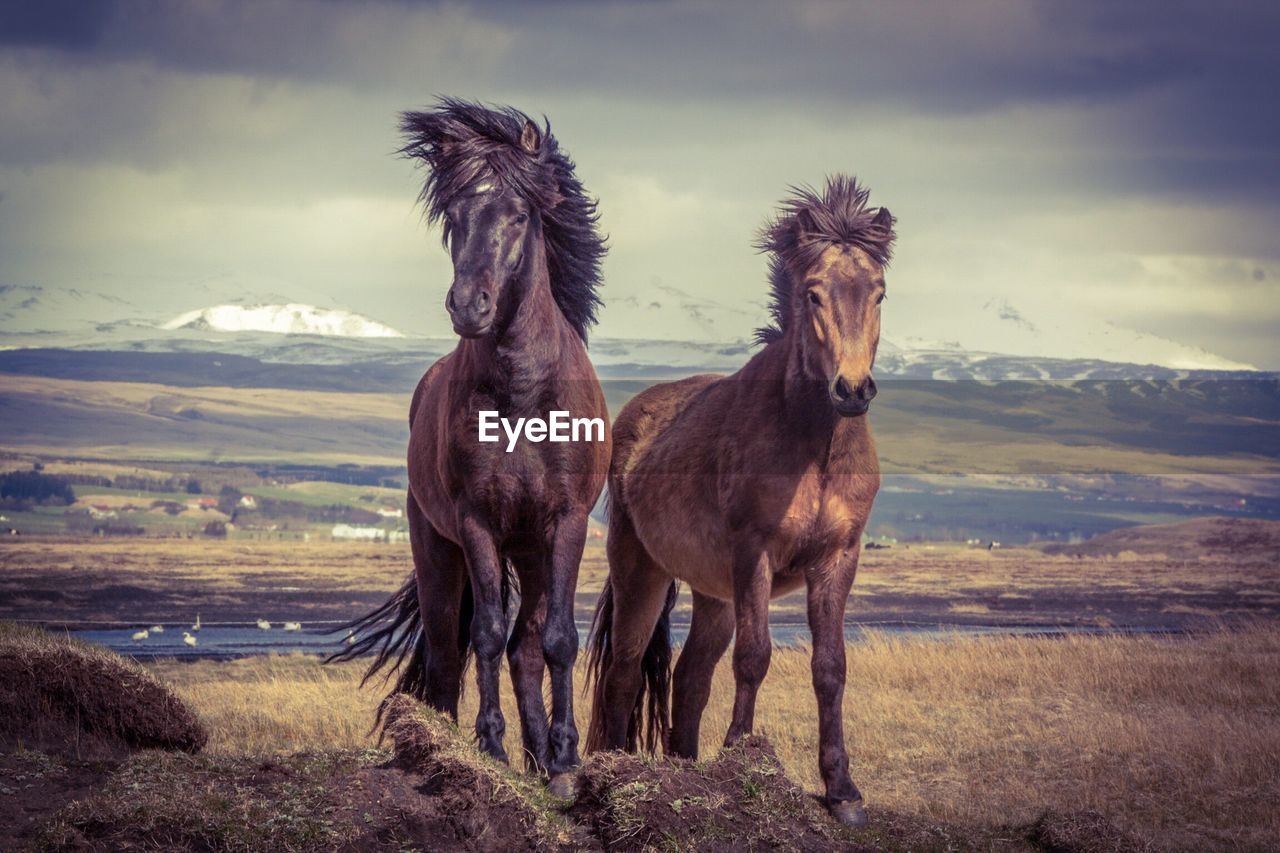 Horses walking on field