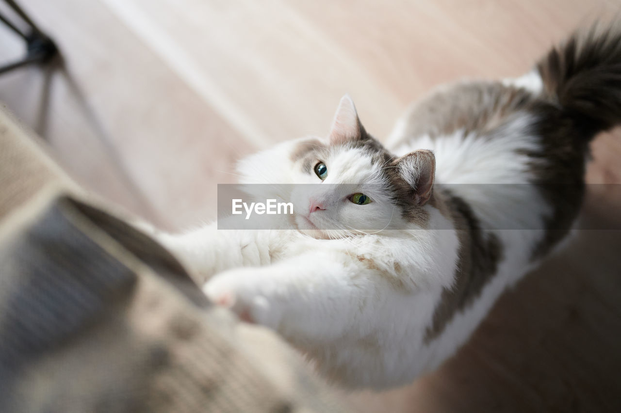 High angle view of cat stretching at home