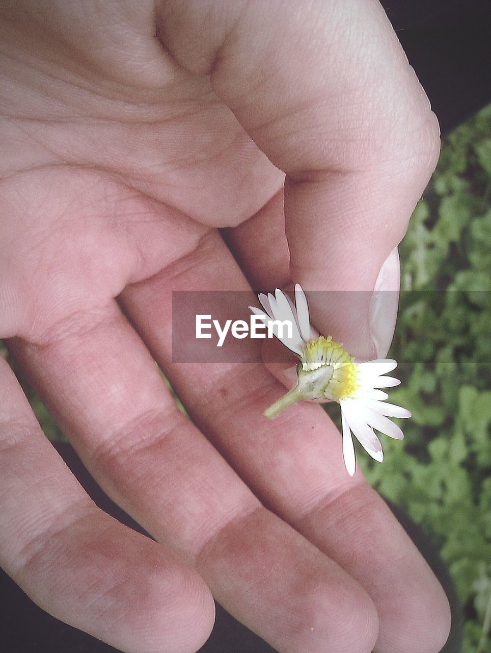 CLOSE-UP OF HUMAN HAND ON FLOWER