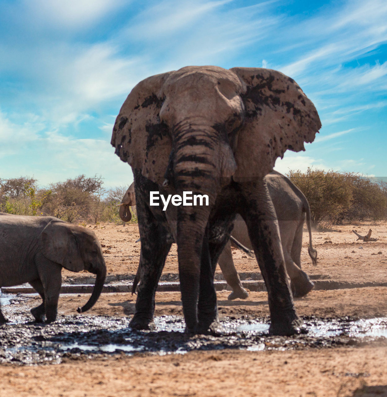 VIEW OF ELEPHANT ON FIELD