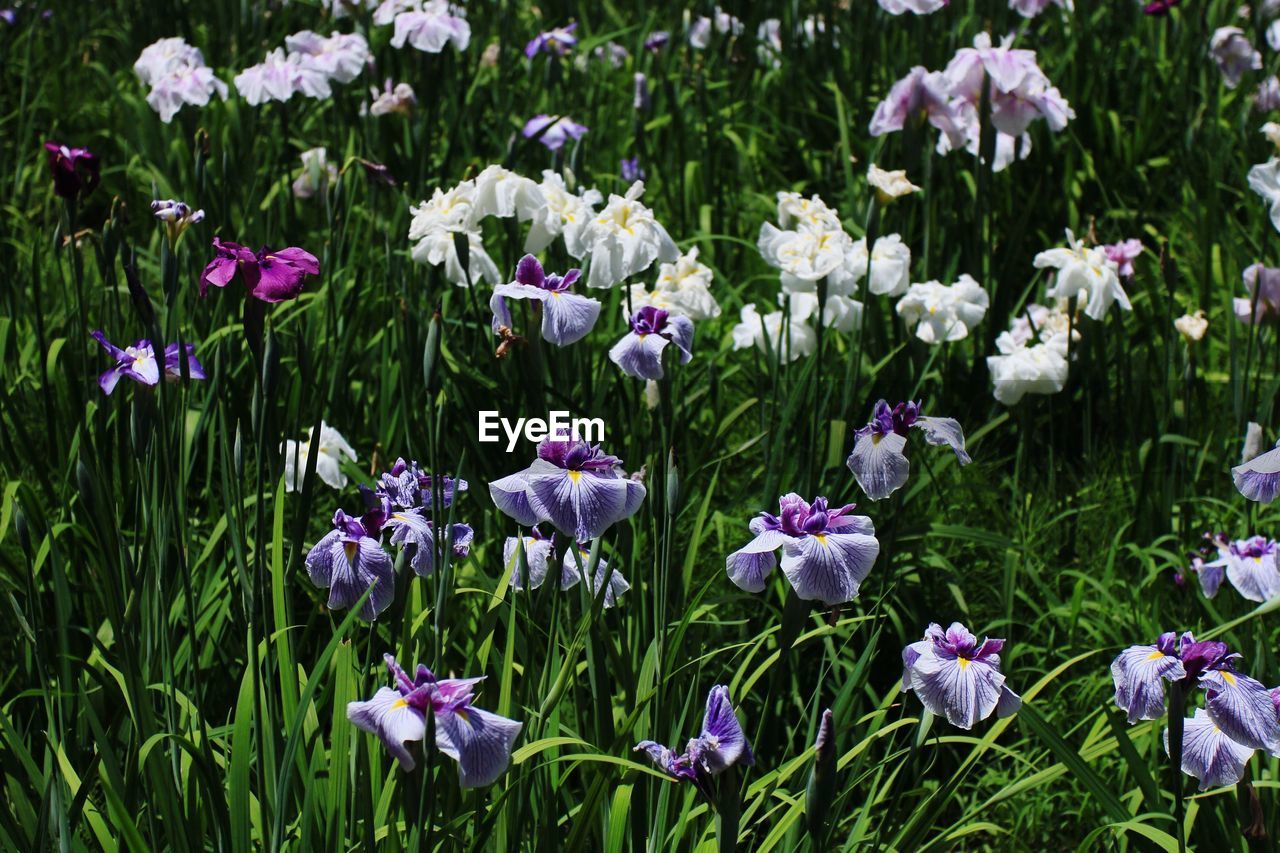 plant, flower, flowering plant, beauty in nature, freshness, growth, nature, fragility, field, land, petal, no people, purple, green, close-up, day, meadow, inflorescence, flower head, outdoors, botany, grass, white, plant part, wildflower, garden, leaf, sunlight, iris, springtime