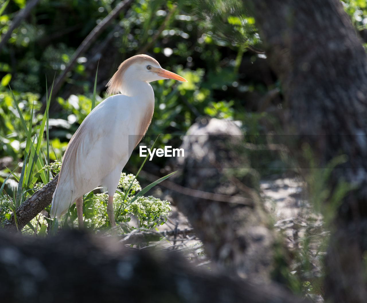 CLOSE-UP OF A BIRD PERCHING ON A TREE