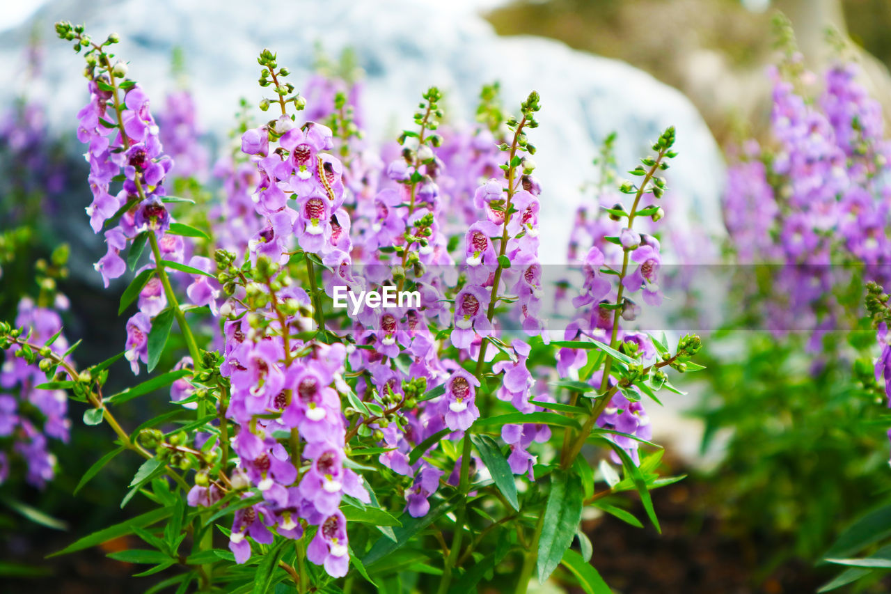 Close-up of purple flowering plants