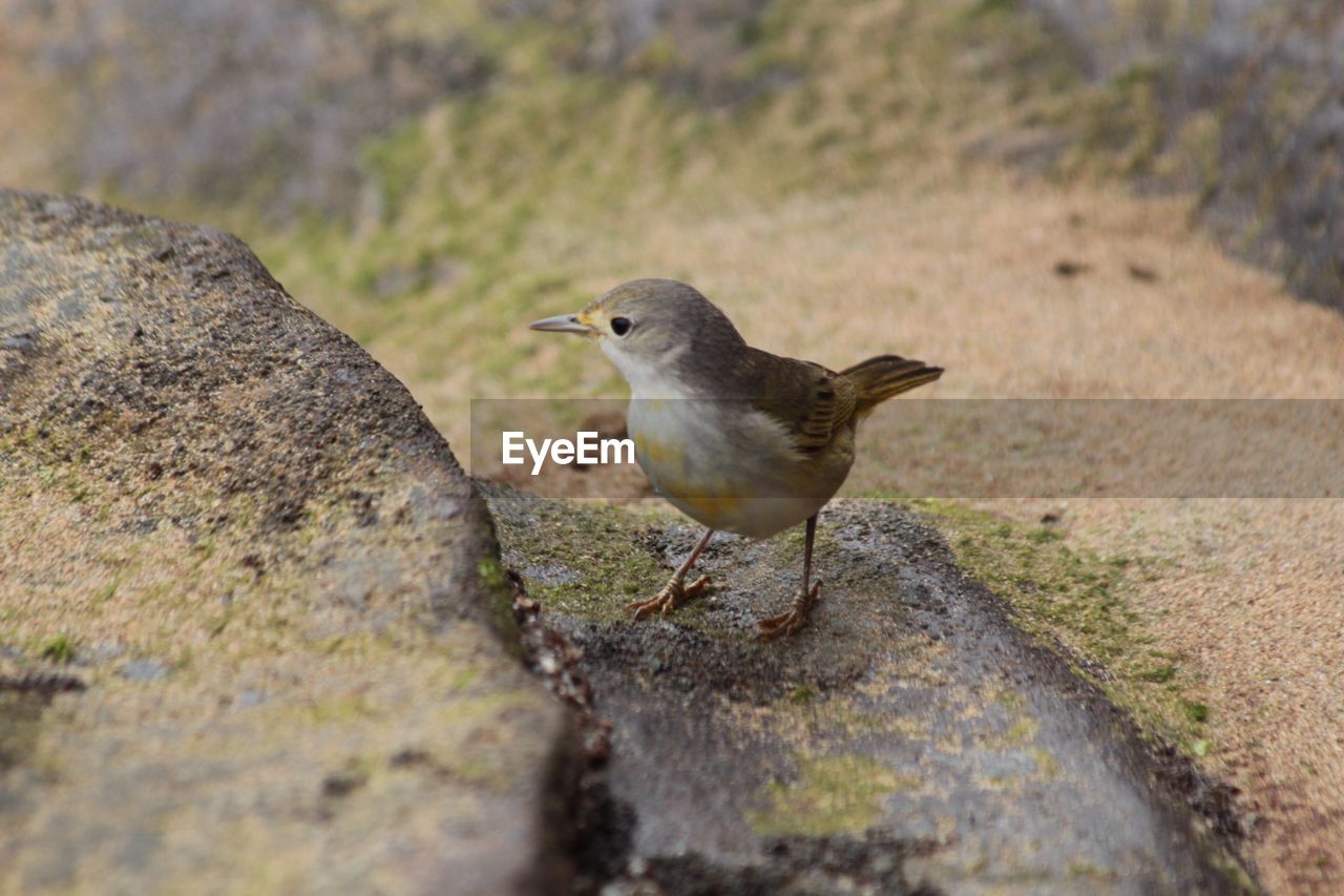 CLOSE-UP OF BIRD PERCHING ON STONE