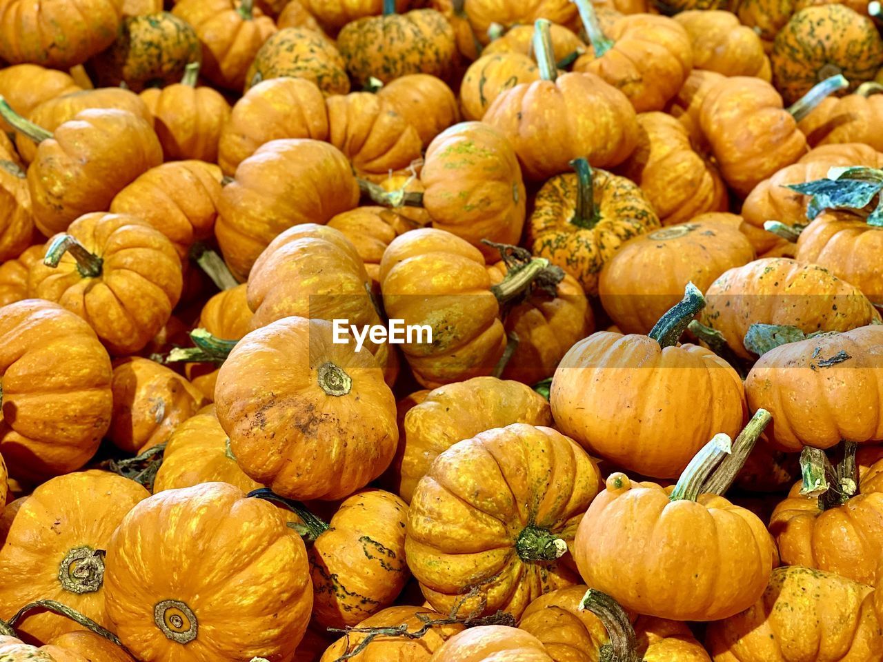 Full frame shot of pumpkins for sale at market stall