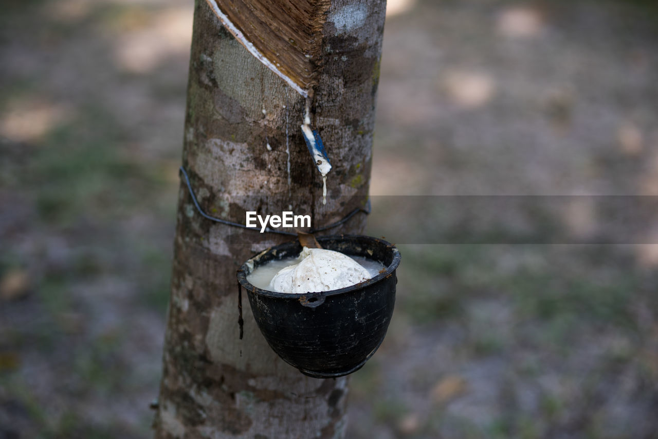 Rubber tree and bowl filled with latex.